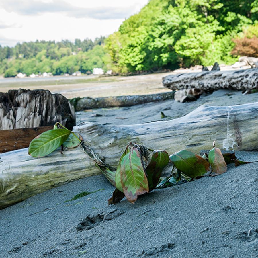 Driftwood on the Dash Point beach.