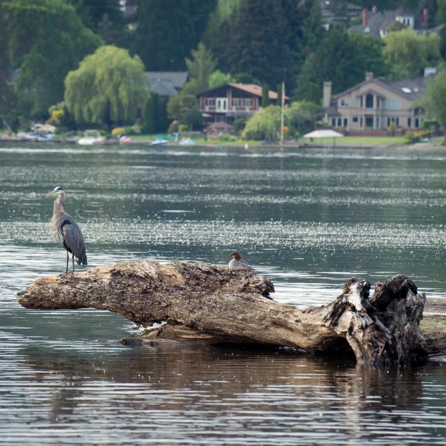 A Great Blue Heron and Common Merganser are resting on a large log partially submerged in Lake Sammamish. The water is bright and appears to be shining in the sunlight. In the background homes along Lake Sammamish are visible. 