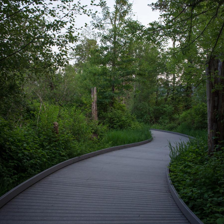 Boardwalk trail along Sunset Beach is visible in the center of the photo gently bending to the right and curving out of site. The sides of the trail are lush and green with some visible underbrush, deciduous trees, and dead trees. 