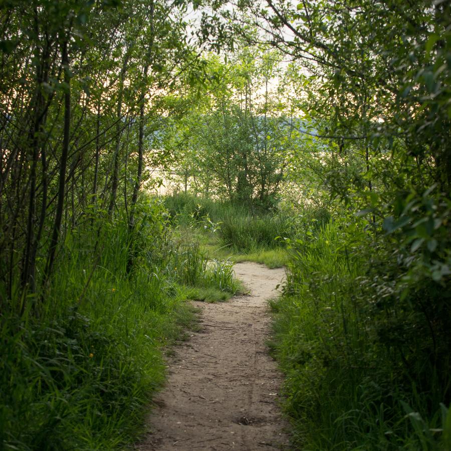 Well worn, sandy trail takes up the center of the photo vertically with lush green grass and underbrush boarding both sides of the trail. Barely visible in the background is Lake Sammamish and the skyline. 