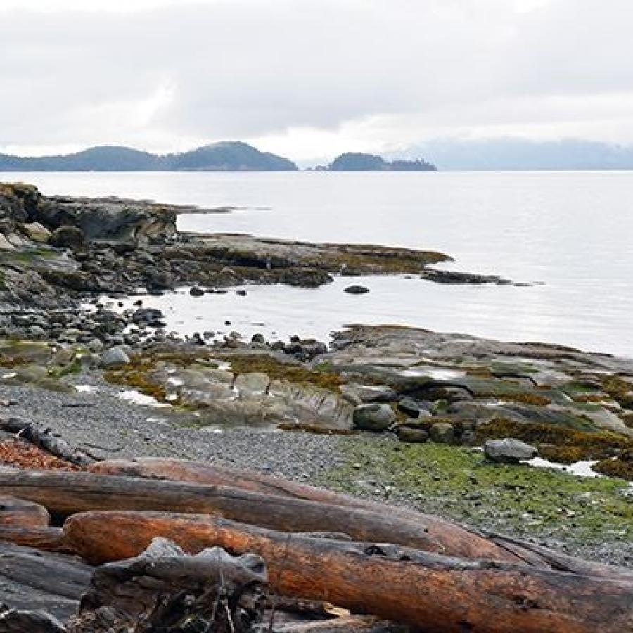 Rocky shoreline with grey-brown rocks covered in green to yellowish-green lichen and moss. There are numerous beached driftwood logs resting on small, grey pebbles. The water is visible reflecting the overcast sky and in the distance other land is visible, though details are not visible. 