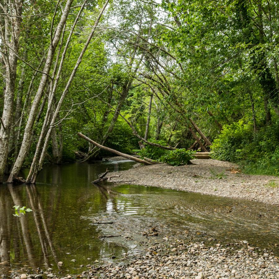 Belfair creek forests freshwater to hood canal