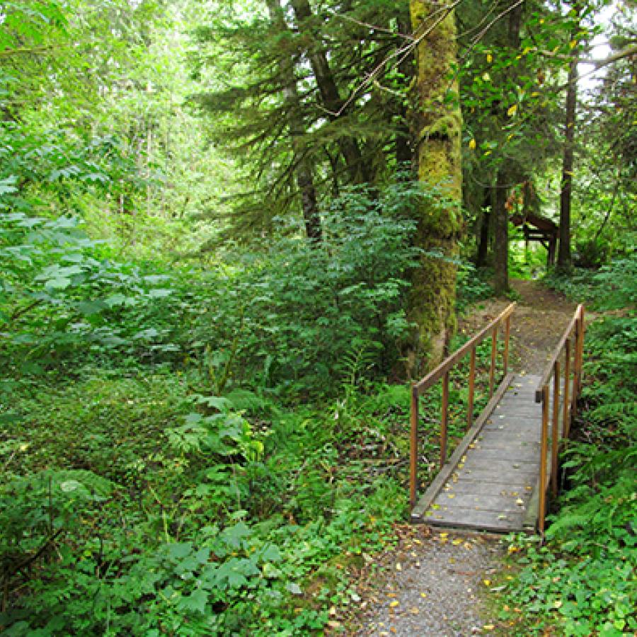 A bridge surrounded by greenery on a trail at Bogachiel State Park.