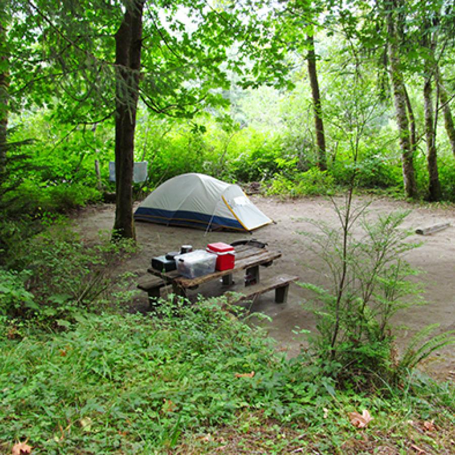 A tent in a campsite at Bogachiel State Park.