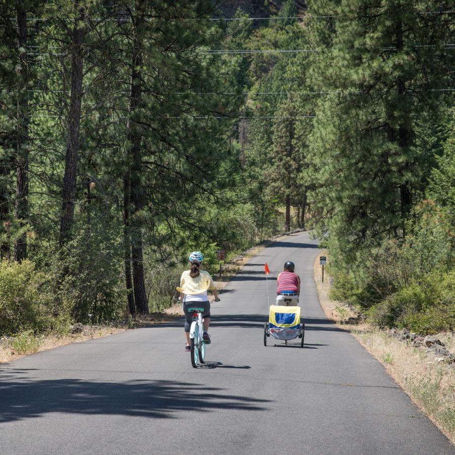 Two bicyclists ride downhill on a paved road through pine trees.