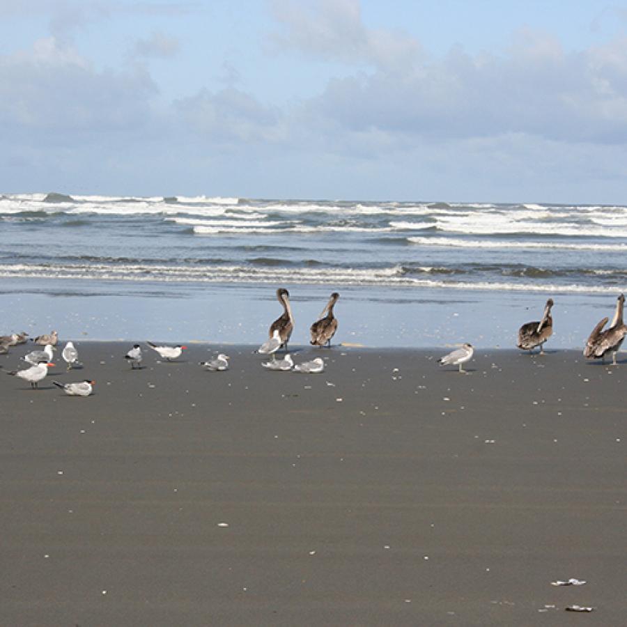 Grayland beach pelicans on sandy coastal beach Ocean view 
