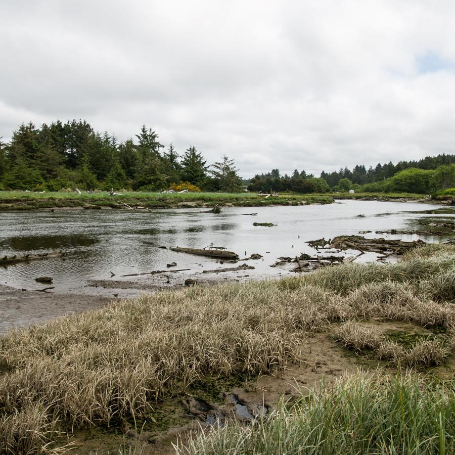 Griffiths-Priday river grassy trees fresh water