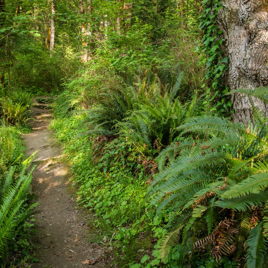 Kopachuck trail forest and ferns
