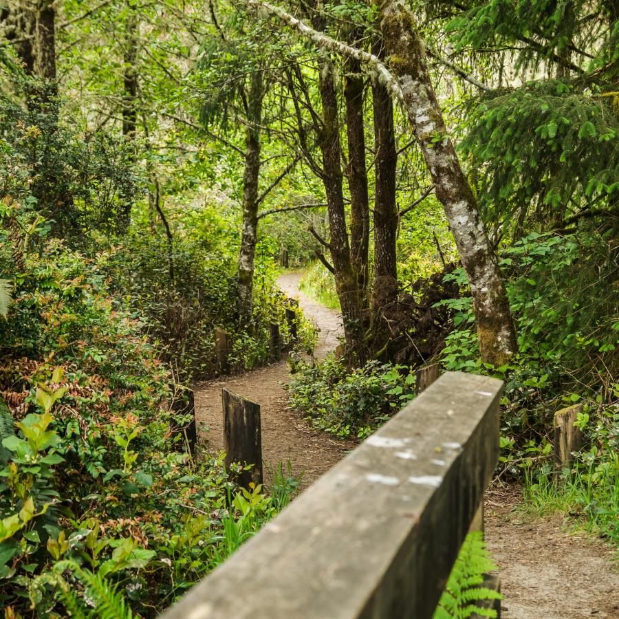 bridge railing pointing the way along the densely forested trail