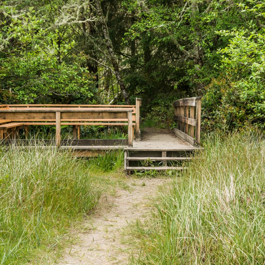 platform and bridge of wood over tall grasses at forest entrance
