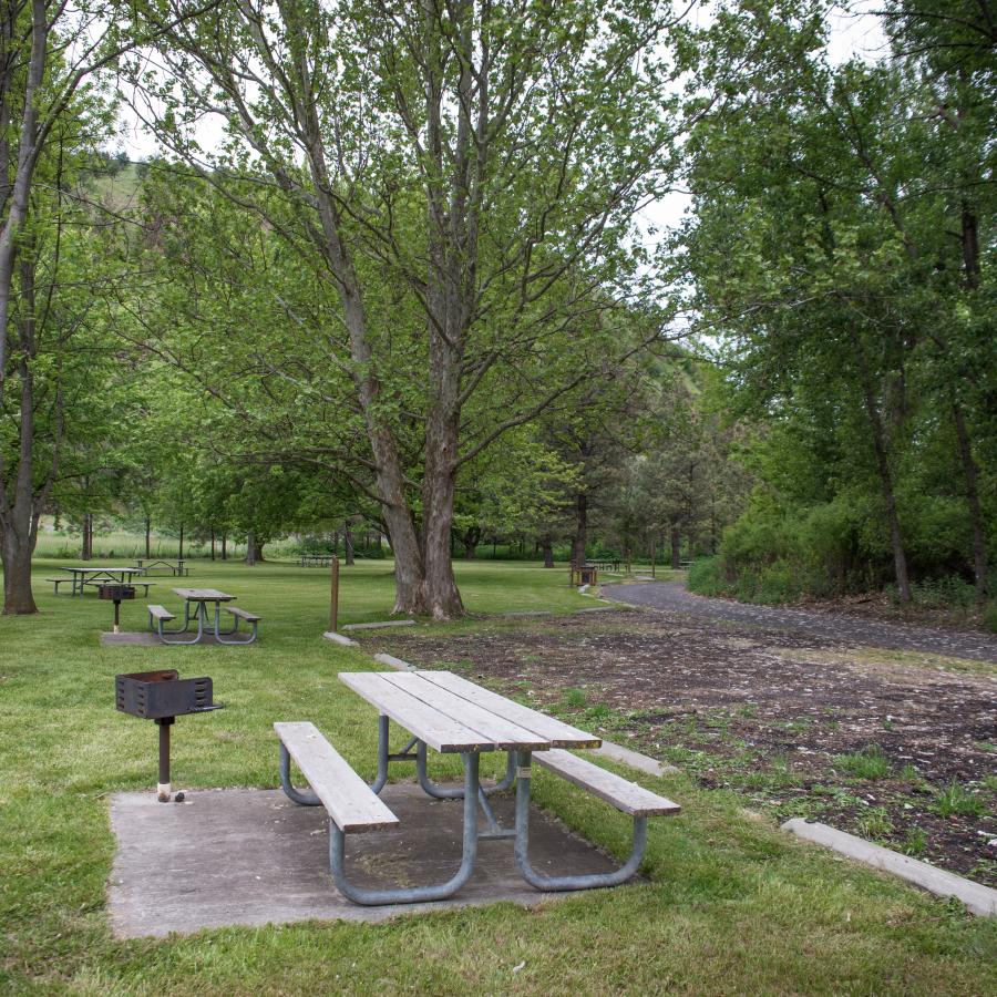 Green grassy day-use area with tall, green cottonwood trees and cotton dotting the ground. A small parking area sits near multiple picnic tables on concrete pads or grass and barbeque stands