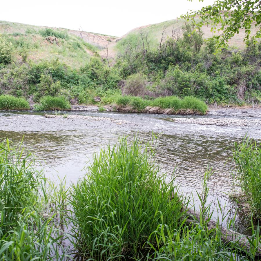 Tall green grass sits in front of a wide, shallow stream with rock islands in the middle. A sage brush covered hillside sits across the stream with large bushes at the waters edge.