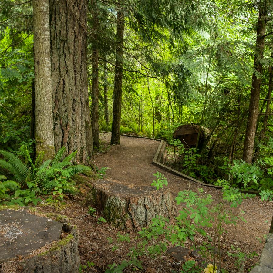 forested trail tall pines and cut trees spread out in lush greenery