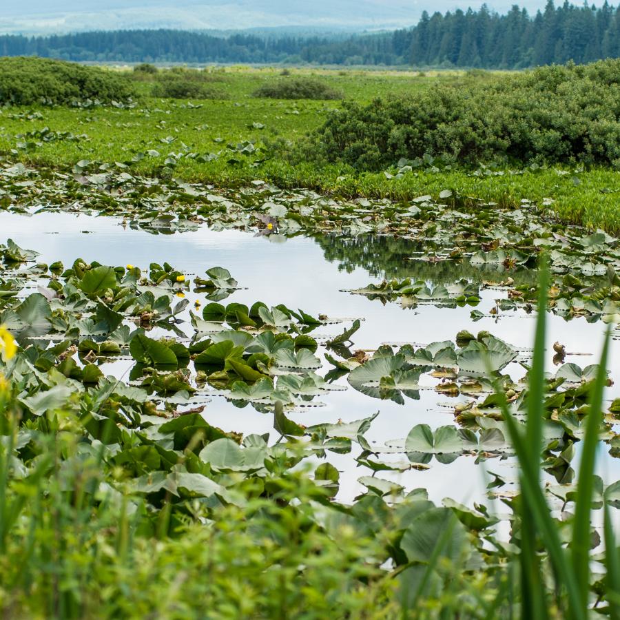 wetland habitat of pond lilies, with yellow flowers
