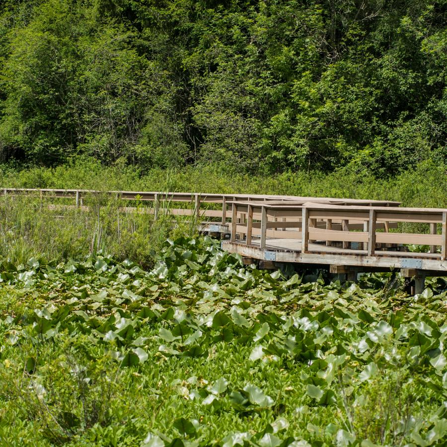 trail view of boardwalk over wetland habitat