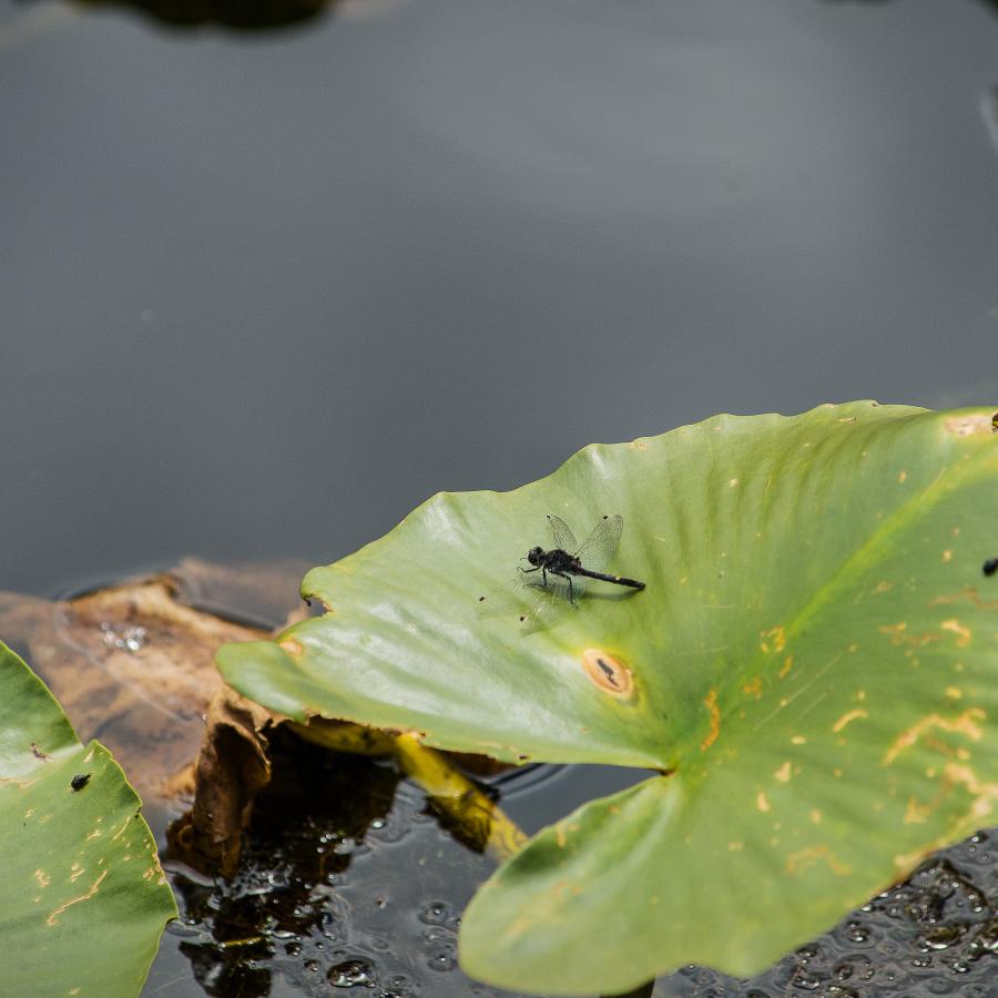 one of thousands of lillypads in the surrounding wetland habitat