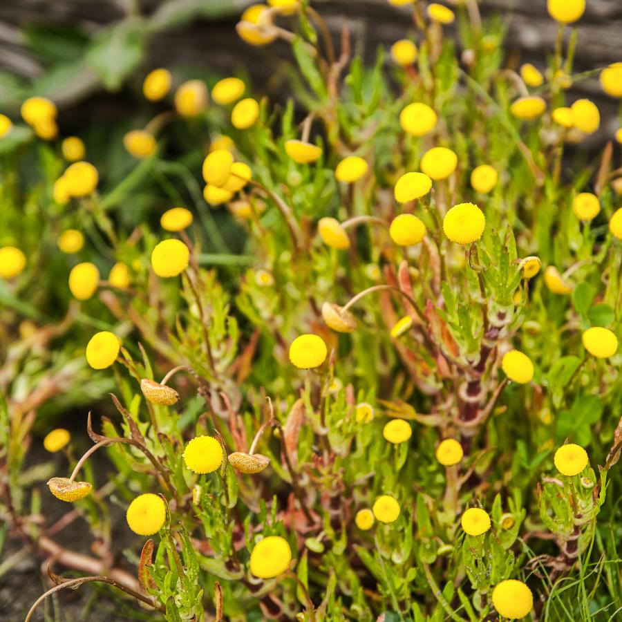 native sea buttons plant whose flower looks like gold buttons