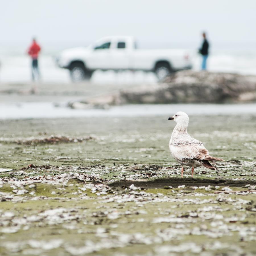 sandpiper looking out at the ocean with white truck parked in the distance  and people standing nearby on shore