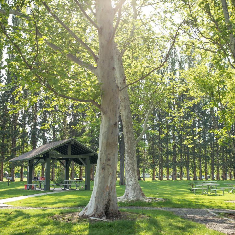 A picnic shelter sits in a grassy area surrounded by aspen trees and picnic tables.