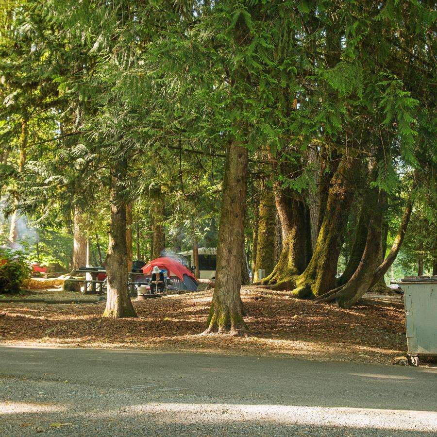 view of campsite where red tent is setup behind picnic table nestled among tall pines