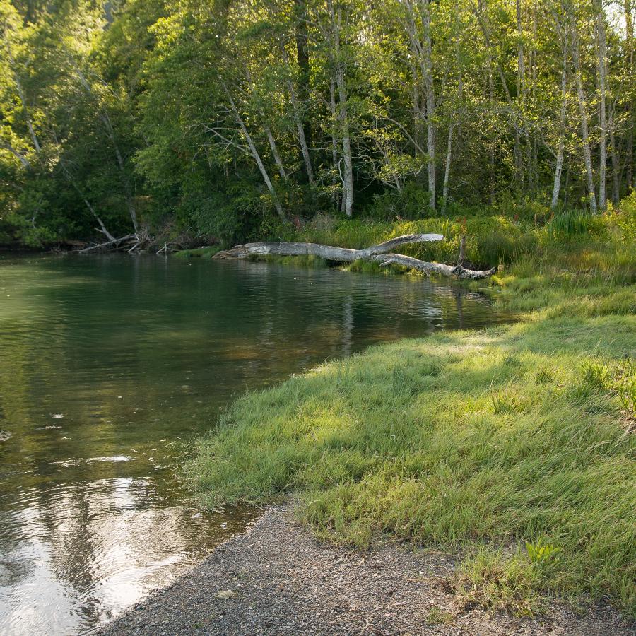 lagoon of green surrounded by vegetation