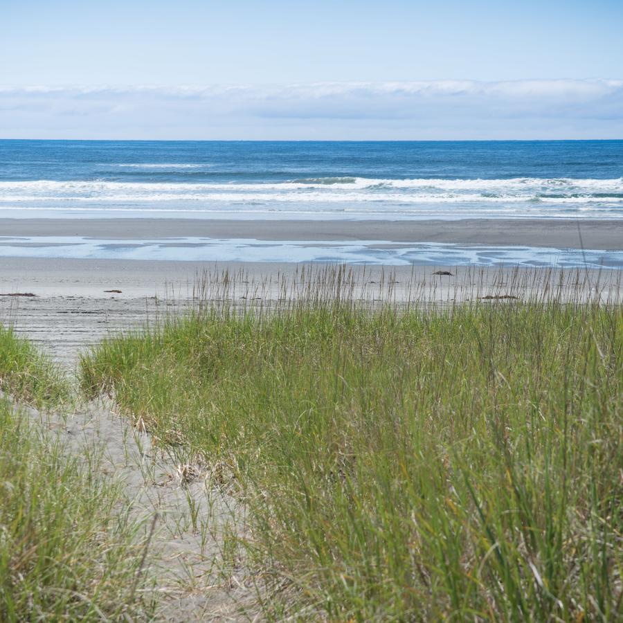 Twin Harbors dunes grassy trail to ocean beach