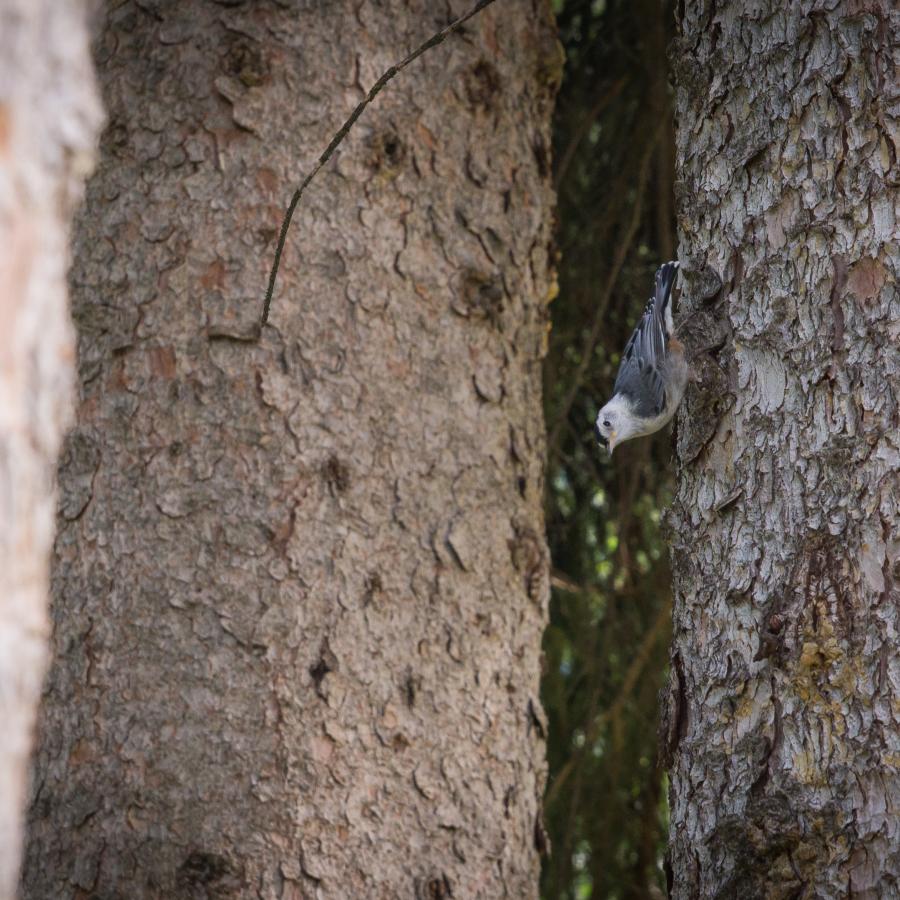 bird watching tours washington state