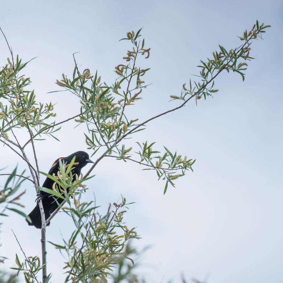 Bird in tree.