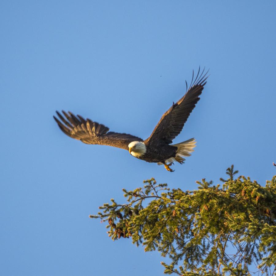 Eagle flying at Deception Pass State Park