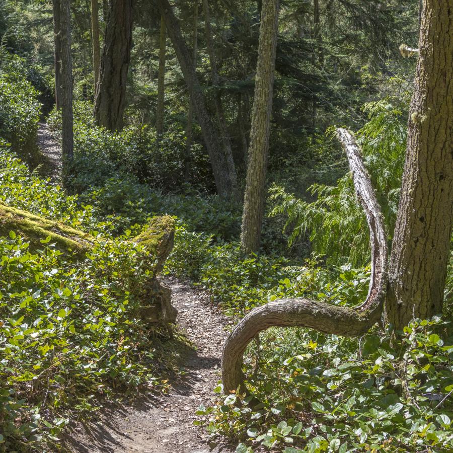 Hiking trail at Fort Ebey.