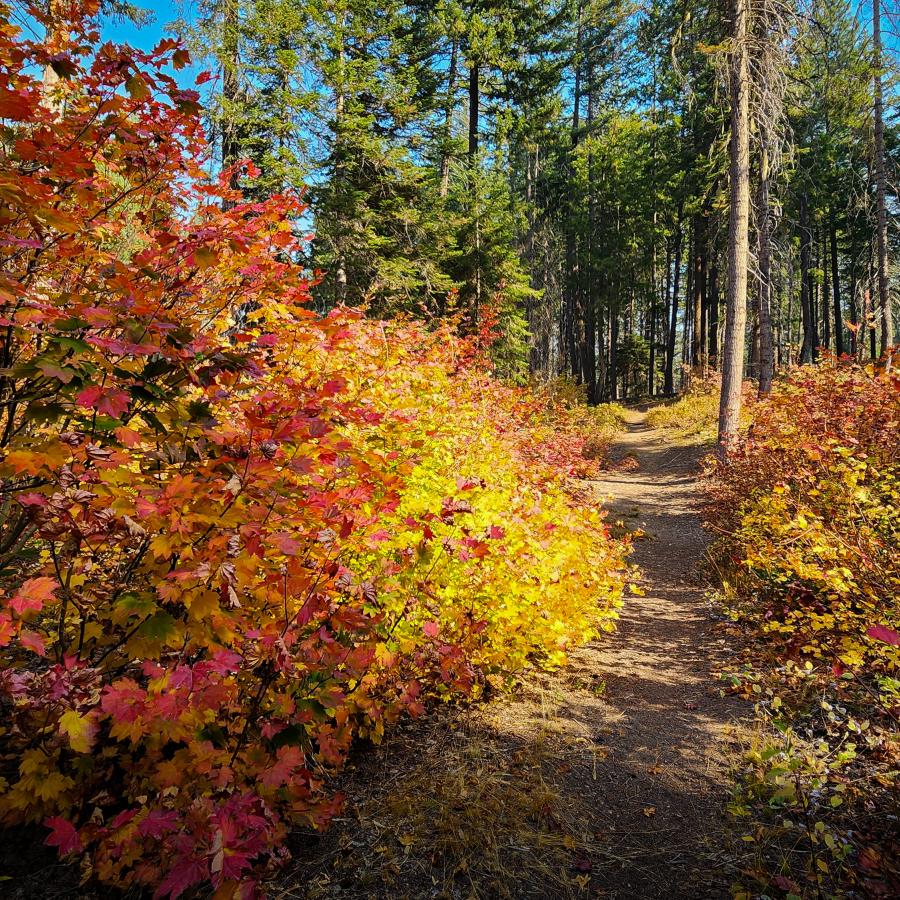 Lake Wenatchee hiking trail in the fall.