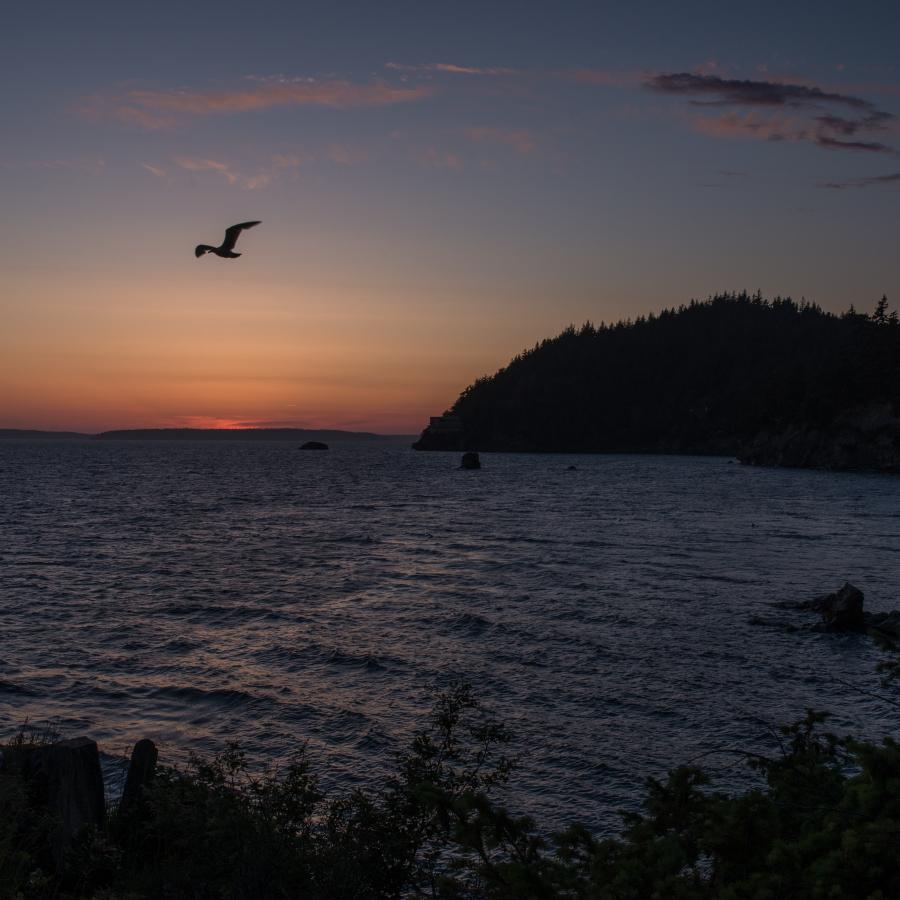 Sunset with bird flying over water.