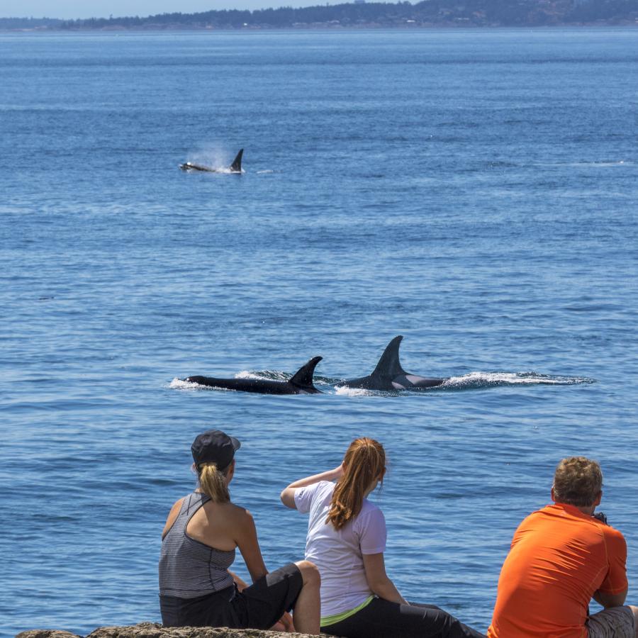 Three people sitting on a rocky cliff watch as three orcas breach the water