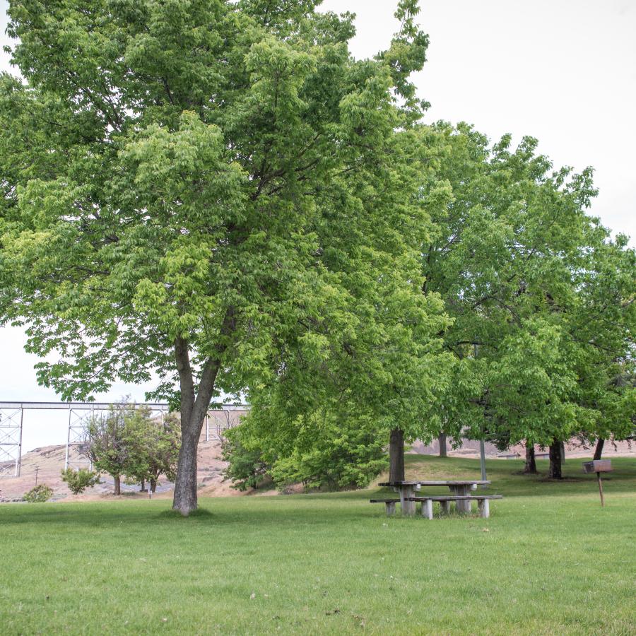 Picnic tables are spread through a grassy lawn, with green leafy trees throughout the lawn. The highway bridge can be seen between the trees.