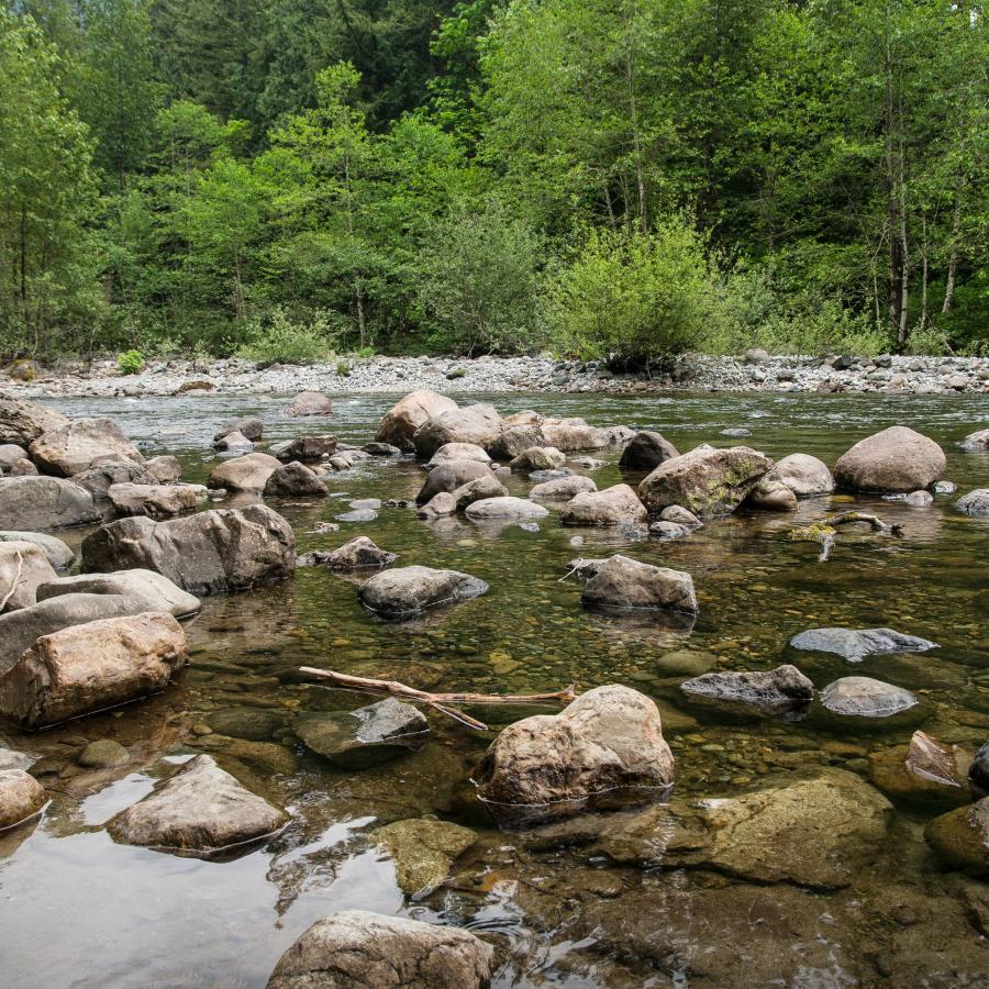 Rocky river with brown to grey rocks and sticks in shallow water against a backdrop of lush, green trees. 