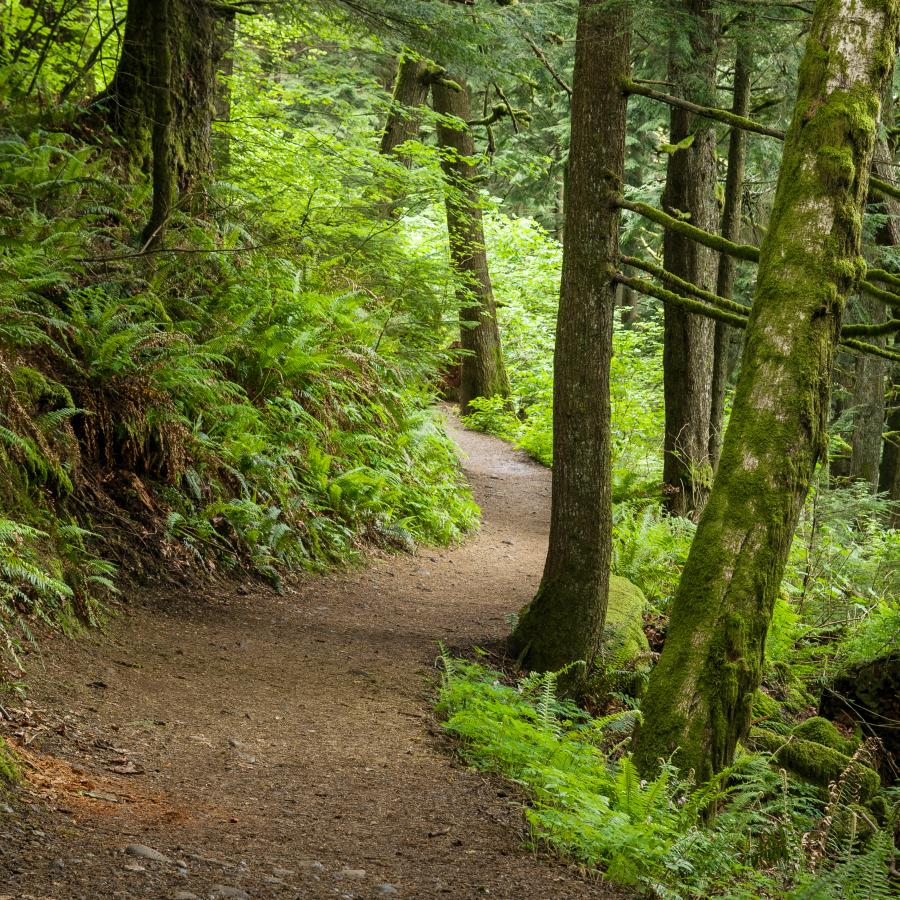 Dirt trail with ferns, green undergrowth, and trees on both sides. The trail curves to the right first then back toward the left where it disappears from the image. 