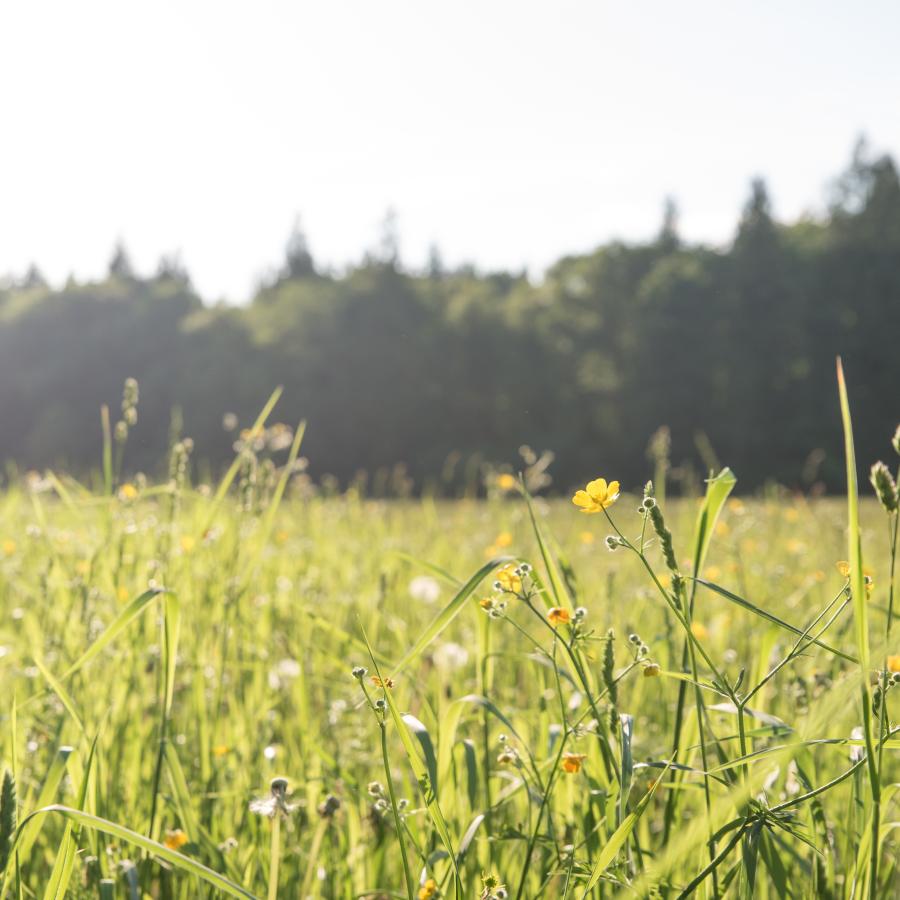 Field with yellow flowers, tall green grasses, small white flowers, and lush, green trees in the background. The front of the image is clear but the background trees are blurred. 