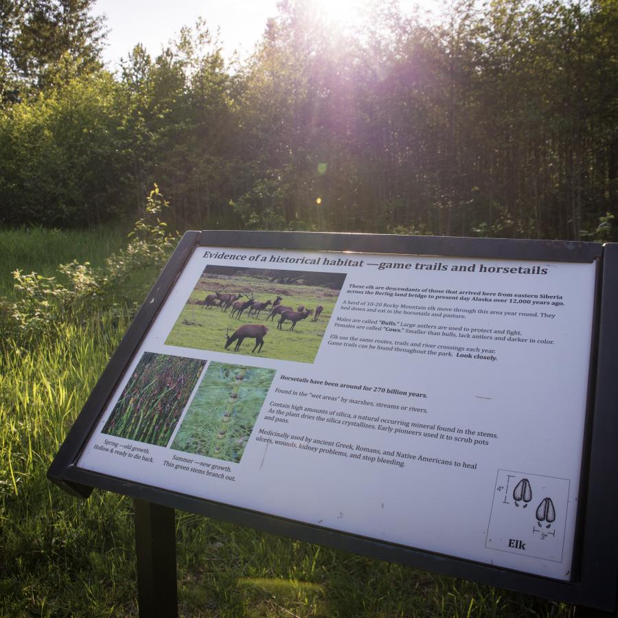 Interpretive sign titled "Evidence of historical habitat - game trails and horsetails." The sign is white with images of some plants and elk. The sign is in a black frame and is against a a backdrop of lush green trees and undergrowth. 