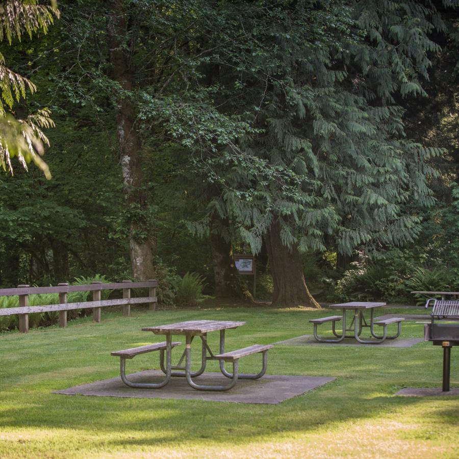 Picnic area with three visible picnic tables, three visible grills, a fire pit, a wooden fence to the left, and large, lush green trees in the background. 