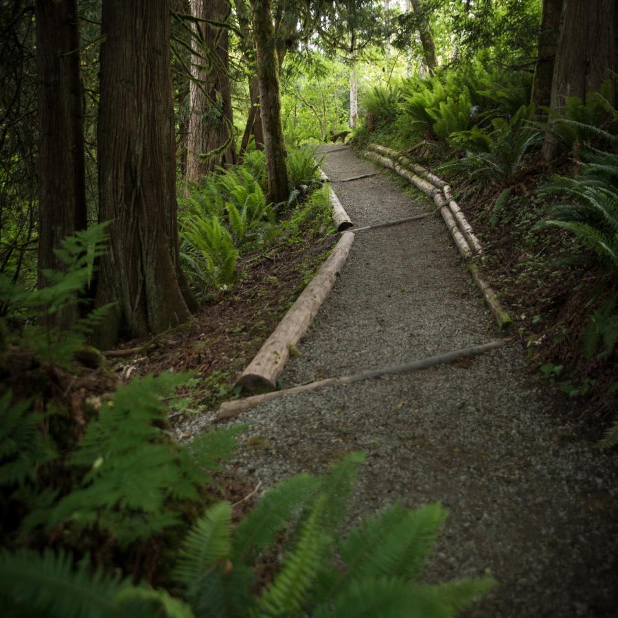 A gravel and dirt trail is visible in the middle of the image with large trees with dark bark on both sides. Ferns and other green undergrowth is visible on both sides of the trail.