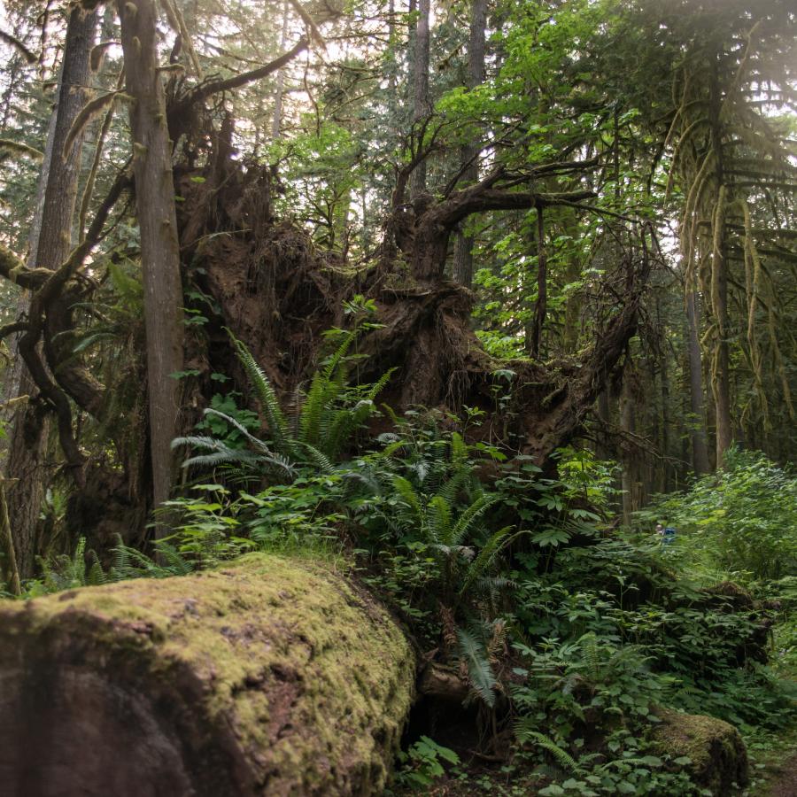 A dirt trail is on the right with a huge downed tree to the left with it's massive roots visible. The undergrowth and ferns are growing up and around the log and in the background lush green trees and undergrowth can be seen. 