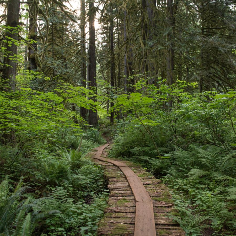wooden trail planks bisect the image with ferns, small trees, and large lush green trees on both sides of the trail. 