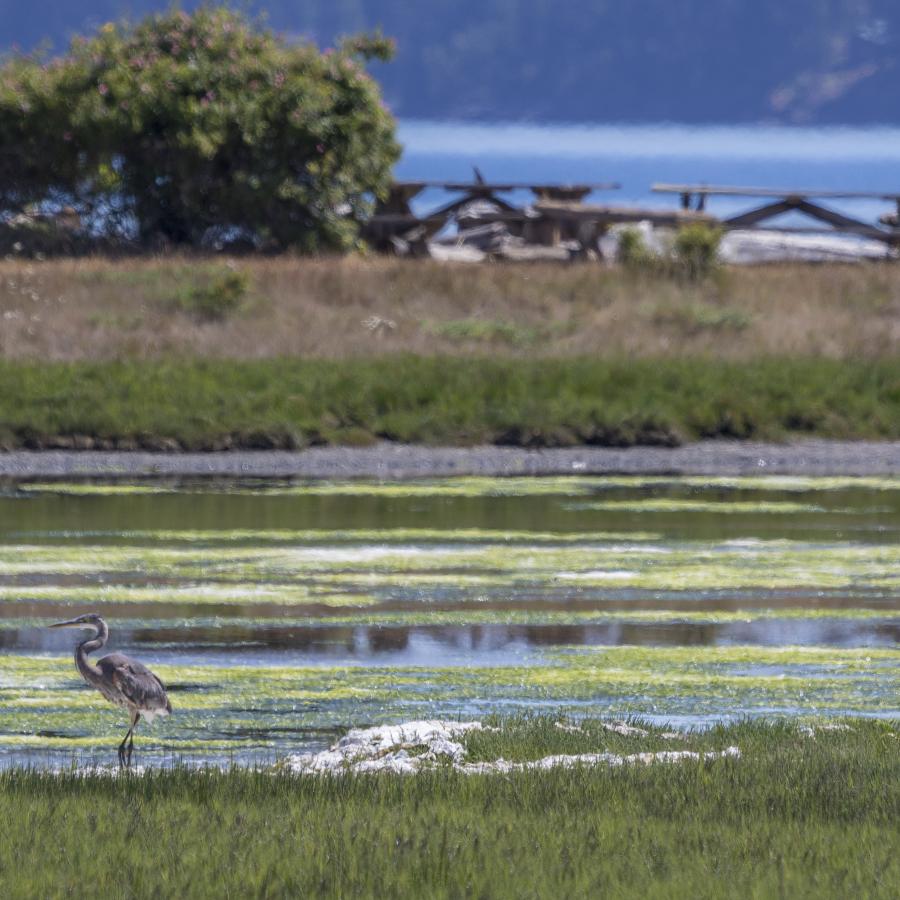 A blue heron stands on the shoreline on a sunny day. There are picnic tables on a knoll in the distance.