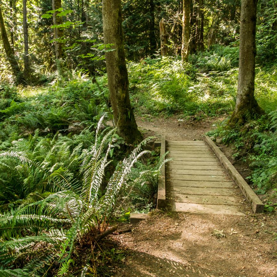 A dirt and gravel path leading to a wooden footbridge is in the foreground and the footbridge connects to another dirt and gravel trail in the midground. There are two trees visible on both sides of the footbridge in the midground and many more in the background. The undergrowth is primarily ferns and smaller plants. 