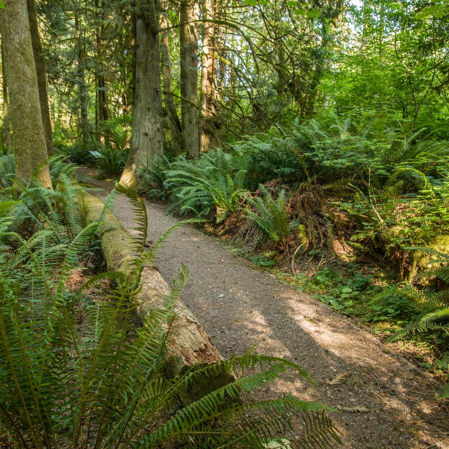 Gravel and dirt trail goes from right to left diagonally through the photo. Ferns are visible on both sides of the trail as well as large trees with grey, greeniish bark. 