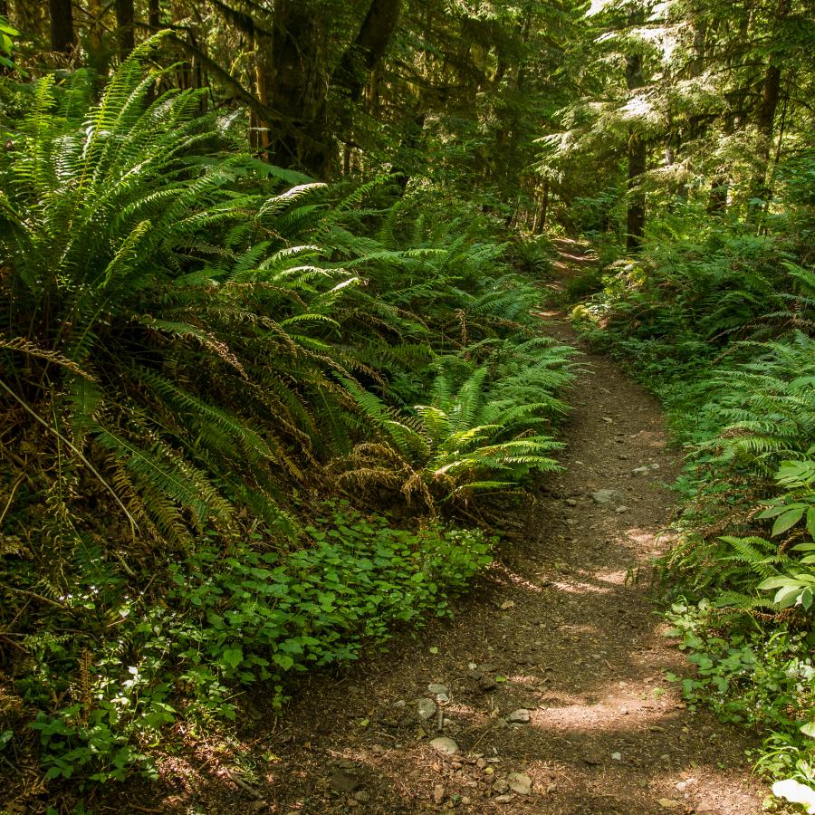 A gravel and dirt trail runs down the center, right of the image flanked by large, green ferns, undergrowth, and trees. 