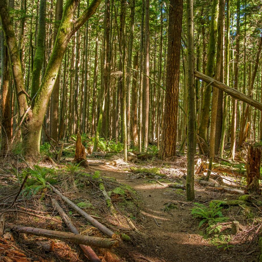 Dirt trail through the woods of Squak Mountain with greenish-brown bark, minimal ferns in the understory, and barely visible foliage on the trees. There is also some green moss visible. 
