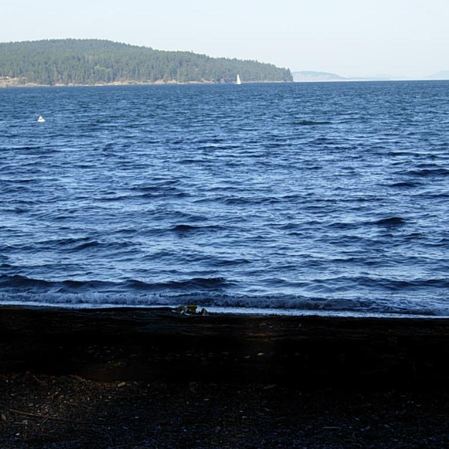 Shoreline with trees in the distance.