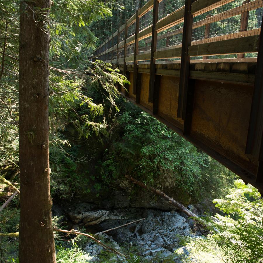 Image of a wooden footbridge over the water. The bridge is surrounded by green undergrowth and lush green forest. 