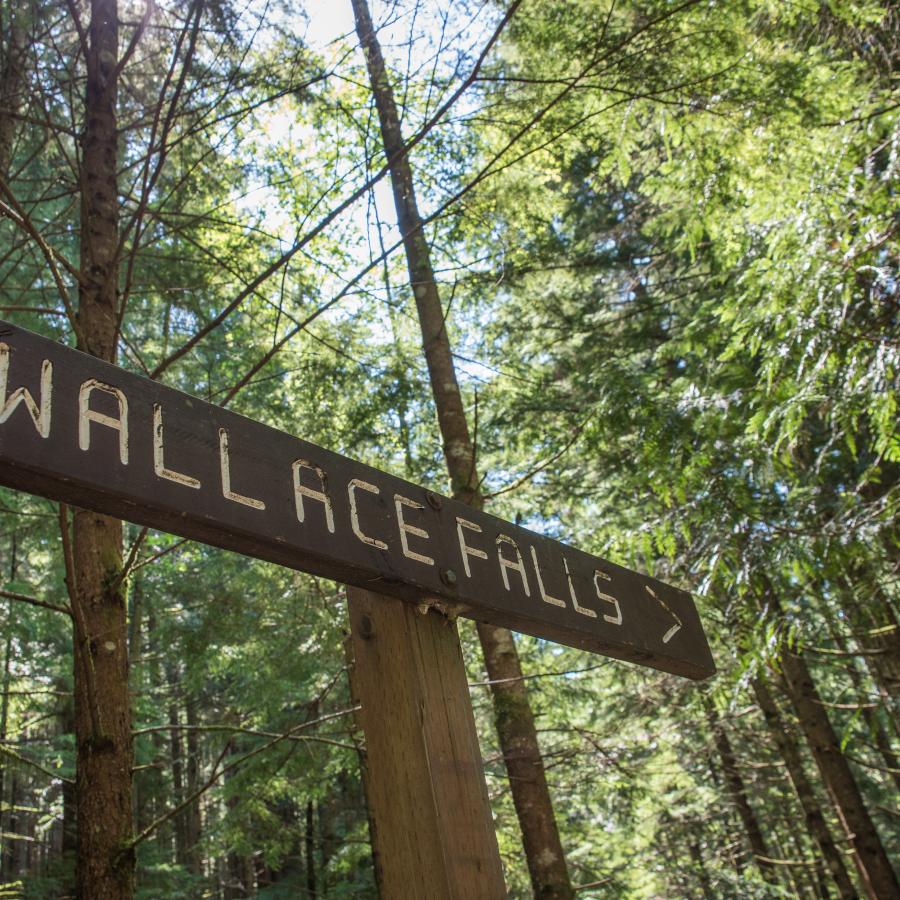 A brown, wooden sign with wallace falls written into it in all capital letters. There is an arrow pointing to the right and the image is taken at an angle where you can't see the ground but you can see the tall, lush green forest surrounding the sign. 